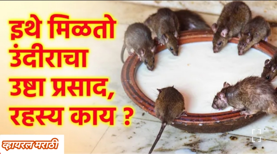 या मंदिरात २० हजार उंदीर रहस्य काय? भक्त उंदरांचा उष्टा प्रसाद का खातात?